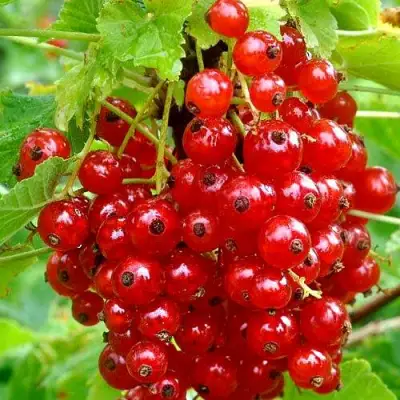 Смородина красная НЕНАГЛЯДНАЯ в Самохваловичи