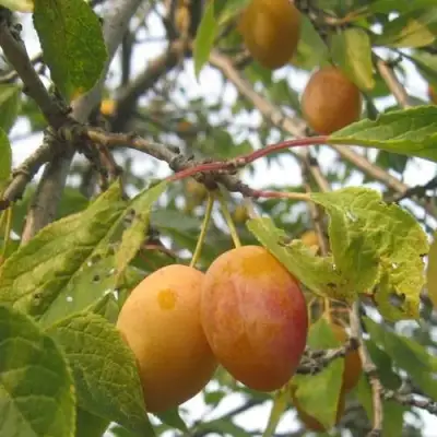 Слива НАТАША в Самохваловичи