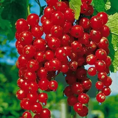 Смородина красная РОВАДА в Самохваловичи