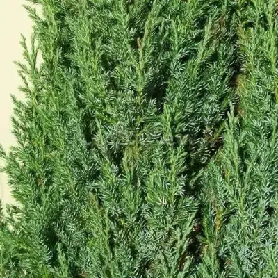 Можжевельник ХИБЕРНИКА обыкновенный  в Самохваловичи