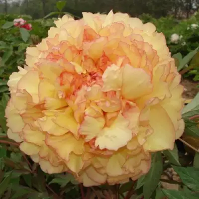 Пион ЗОЛОТАЯ РОССЫПЬ древовидный в Самохваловичи