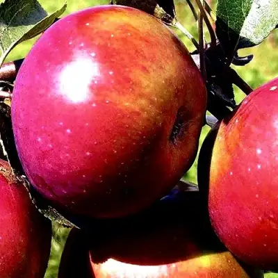 Яблоня ВЕСЯЛИНА в Самохваловичи