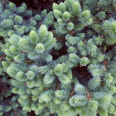 Ель ЭХИНИФОРМИС сизая в Самохваловичи