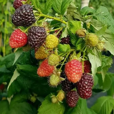 Малина БЛЭК ПОЛЬКА (ХЕБАН) в Самохваловичи
