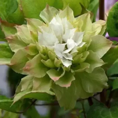 Клематис СЕН-НО-КЕЙЗ в Самохваловичи