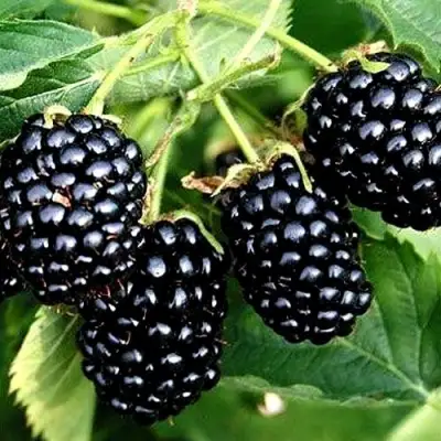 Ежевика ПРАЙМ АРК ТРЕВЕЛЕР ремонтантная  в Самохваловичи