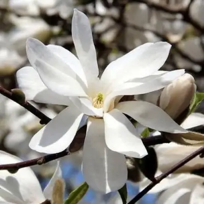 Магнолия ЛЕБНЕРА МЕРРИЛЛ в Самохваловичи