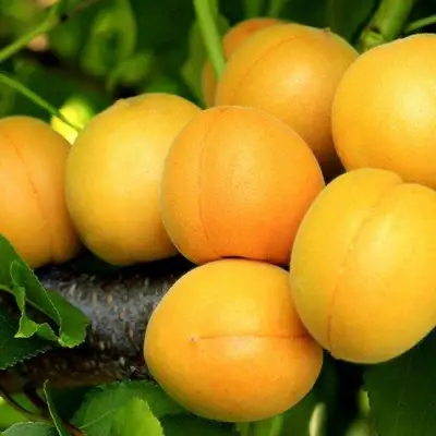 Абрикос ЦАРСКИЙ в Самохваловичи