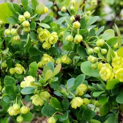 Барбарис КОБОЛЬД тунберга в Самохваловичи