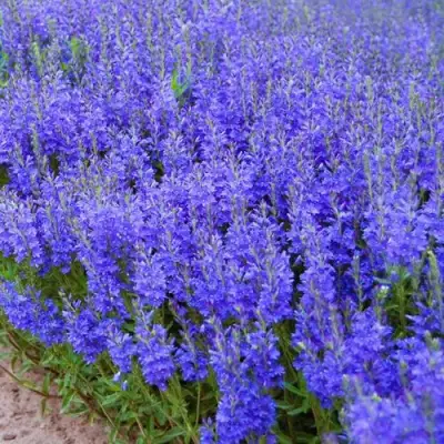 Вероника австрийская в Самохваловичи