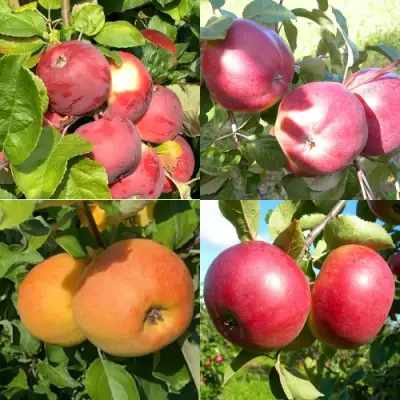 Комплект ЯБЛОНЕВЫЙ КВАРТЕТ в Самохваловичи