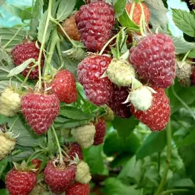 Малина ЖАР-ПТИЦА в Самохваловичи