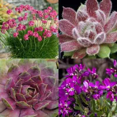 Комплект МИНИ САД в Самохваловичи