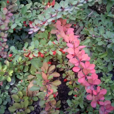 Барбарис ГРИН КАРПЕТ тунберга в Самохваловичи