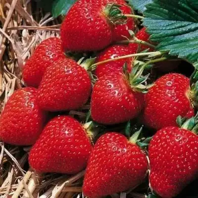 Клубника КИМБЕРЛИ в Самохваловичи