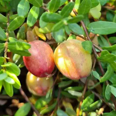 Клюква СТАНКОВИЧ в Самохваловичи