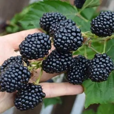 Ежевика ДЖАМБО бесшипная  в Самохваловичи