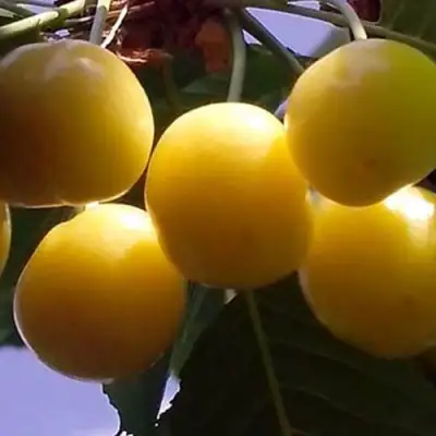 Черешня ЧЕРМАШНАЯ в Самохваловичи