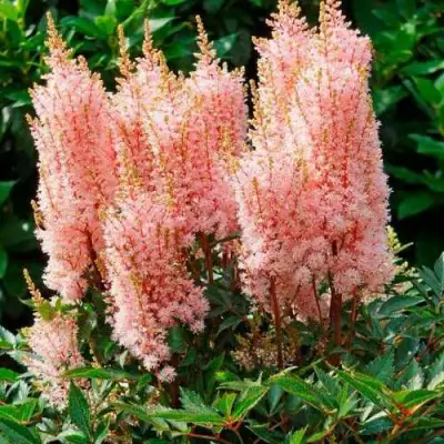 Астильба ЛУК ЭТ МИ японская в Самохваловичи