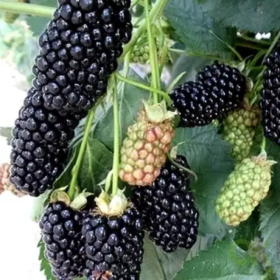 Ежевика ПРАЙМ АРК 45 ремонтантная   в Самохваловичи