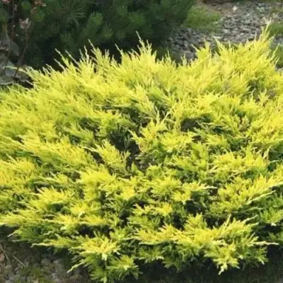 Можжевельник ЛАЙМ ГЛОУ горизонтальный  в Самохваловичи