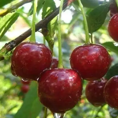 Вишня ВОЛОЧАЕВКА в Самохваловичи