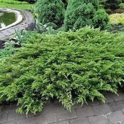 Можжевельник РОКЕРИ ДЖЕМ казацкий  в Самохваловичи