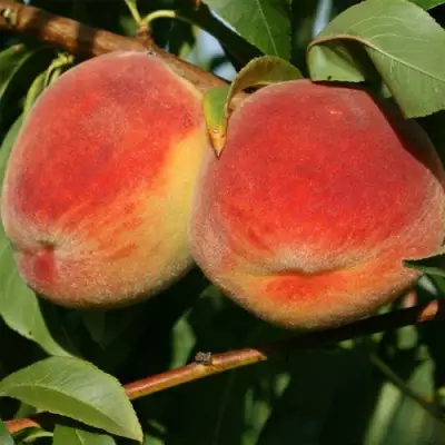 Персик МАРИЯ в Самохваловичи