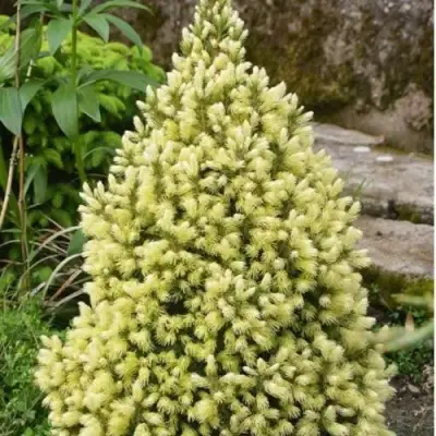 Ель МАЙГОЛД колючая в Самохваловичи