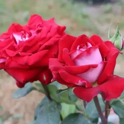 Роза АЛЬЯНС чайно-гибридная в Самохваловичи