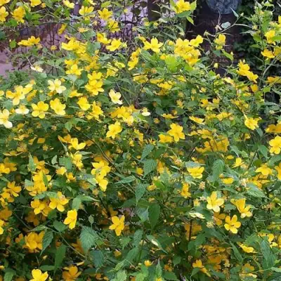 Керрия японская ГОЛДЕН ГИНЕЯ в Самохваловичи