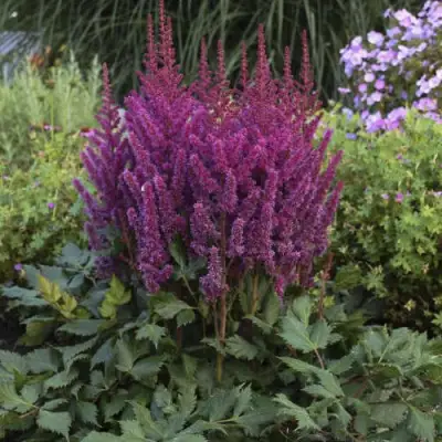 Астильба ВИЖНС китайская в Самохваловичи