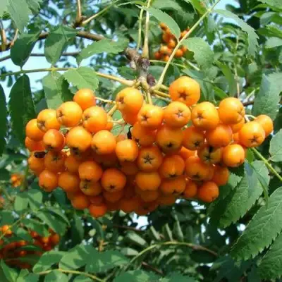 Рябина НЕВЕЖИНСКАЯ ЖЕЛТАЯ сладкоплодная в Самохваловичи