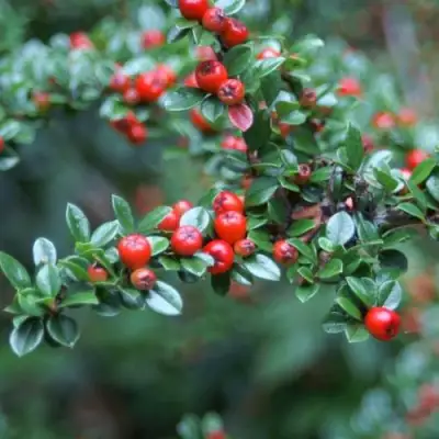 Кизильник горизонтальный в Самохваловичи