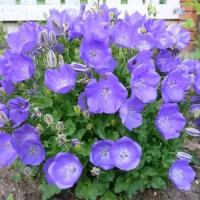 Колокольчик САНТА карпатский в Самохваловичи