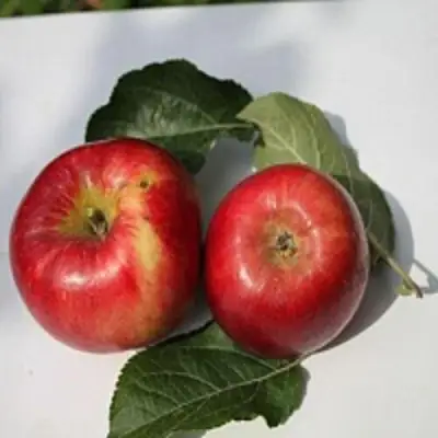 Яблоня РЕДФРИ в Самохваловичи