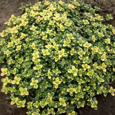 Тимьян ДОННА ВАЛЕЙ лимоннопахнущий в Самохваловичи