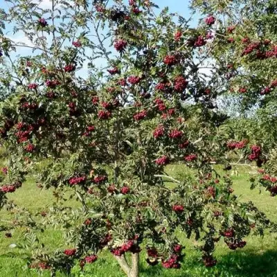 Рябина БУРКА сладкоплодная в Самохваловичи