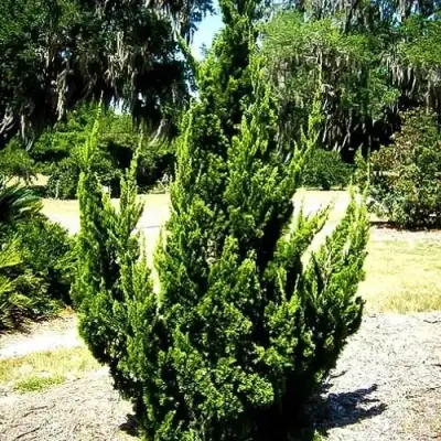 Можжевельник КАЙЗУКА китайский в Самохваловичи