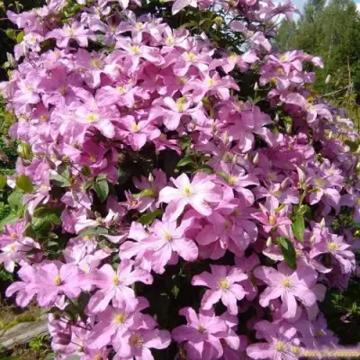 Клематис КОМТЕСС ДЕ БУШО в Самохваловичи