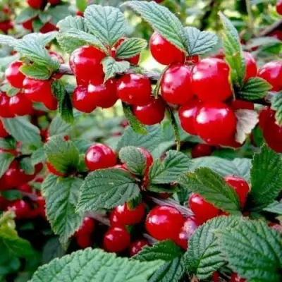 Вишня ВОСТОРГ войлочная в Самохваловичи