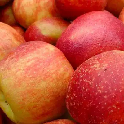 Яблоня ДЖОНАГОЛД в Самохваловичи