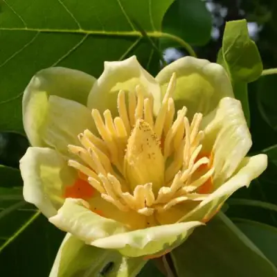 ЛИРИОДЕНДРОН тюльпанный в Самохваловичи