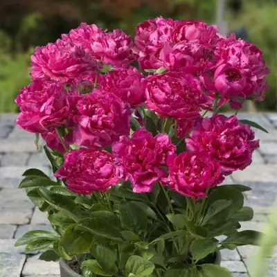 Пион ЛОНДОН травянистый в Самохваловичи