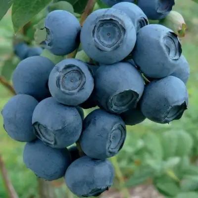 Голубика РУБЕЛ в Самохваловичи