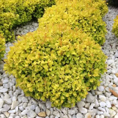 Барбарис БОНАНЗА ГОЛД тунберга в Самохваловичи