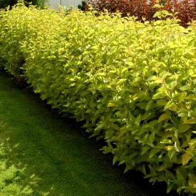 Комплект ДАРТС ГОЛД в Самохваловичи