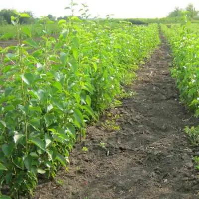 Подвой черешни ДИКАЯ ЧЕРЕШНЯ в Самохваловичи