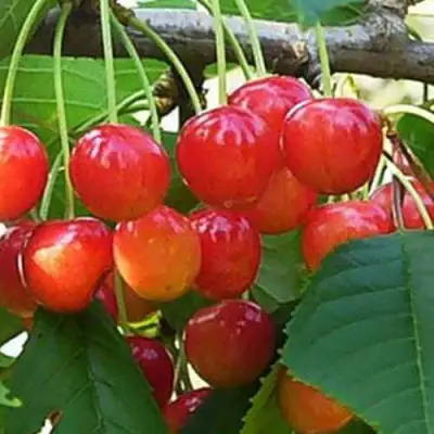 Черешня ДОНЧАНКА в Самохваловичи