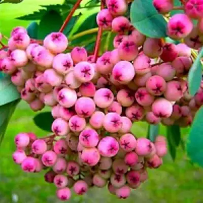 Рябина ПИНК сладкоплодная в Самохваловичи